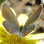 Freyeria trochylus
